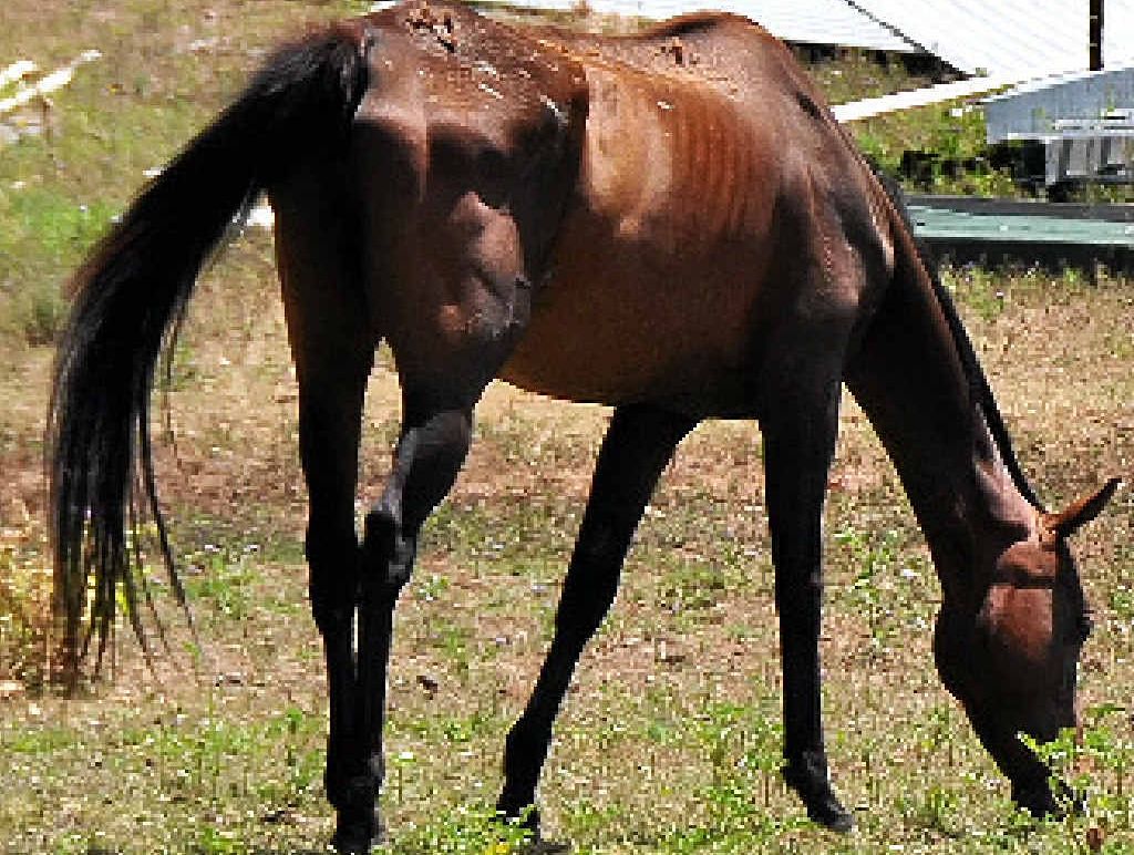 SAVED: One of the horses seized from the Greymare property by Biosecurity Queensland earlier this year. SAVED: One of the horses seized from the Greymare property by Biosecurity Queensland earlier this year.